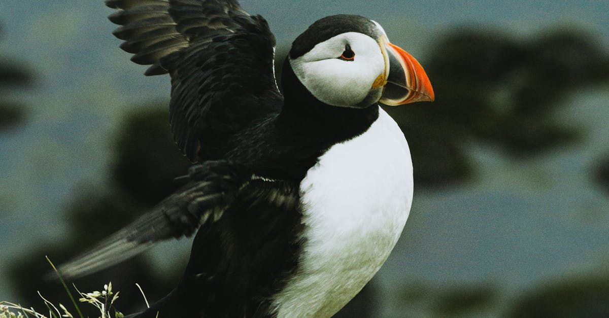 Puffin with outstretched wings, white chest, black back, colorful beak, perched outdoors.