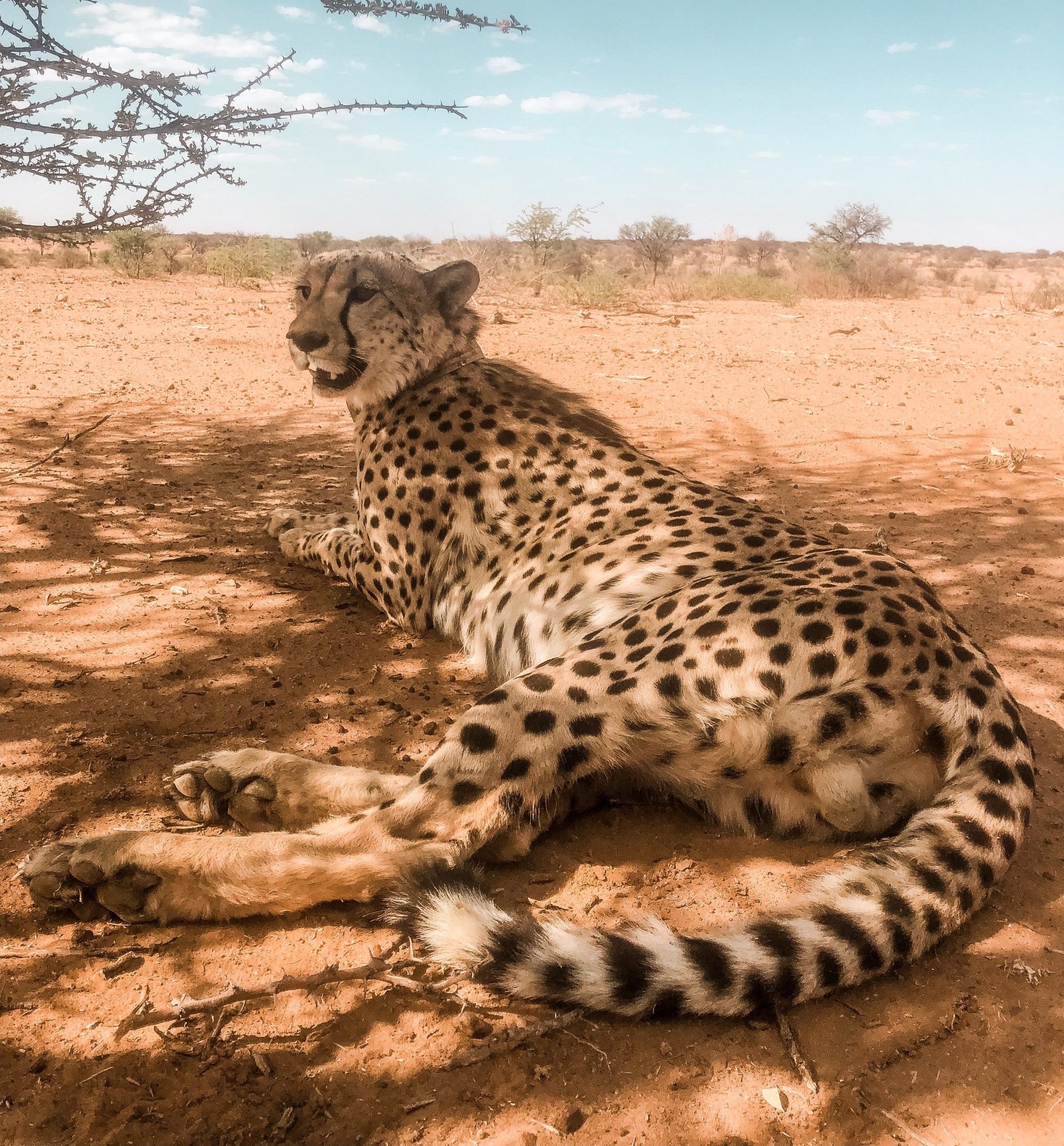 Cheetah resting in shade on tan earth, looking left. Spots and striped tail visible, dry landscape, blue sky.