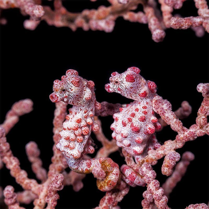 Two pygmy seahorses, pink with red spots, clinging to a pink coral branch, black background.