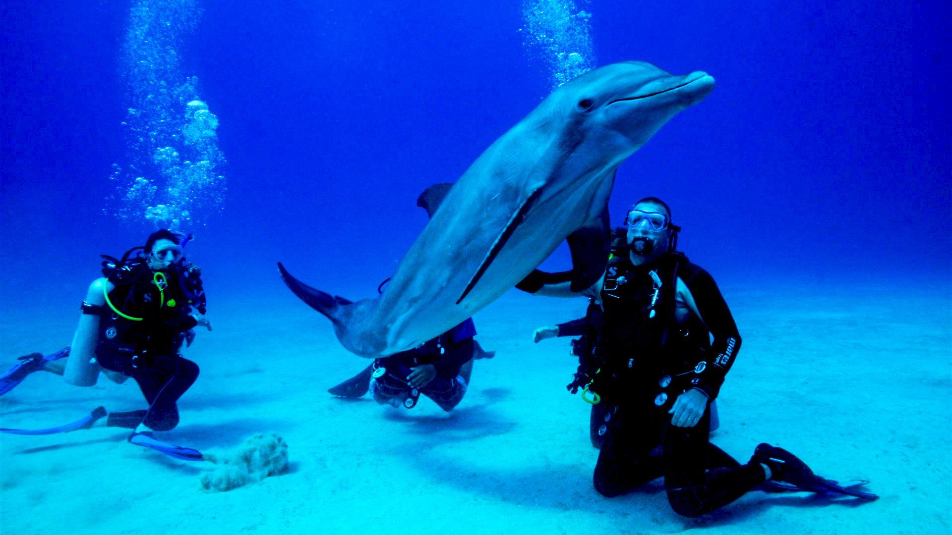 Divers interact with a dolphin underwater. Blue water surrounds them. Bubbles rise.