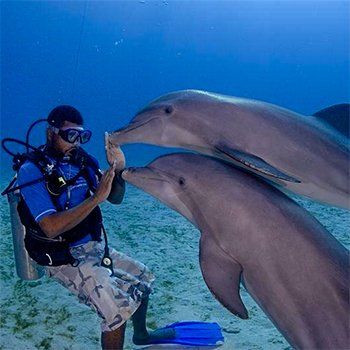 Scuba diver underwater interacts with two dolphins; touching hands with one. Blue water, sandy bottom.