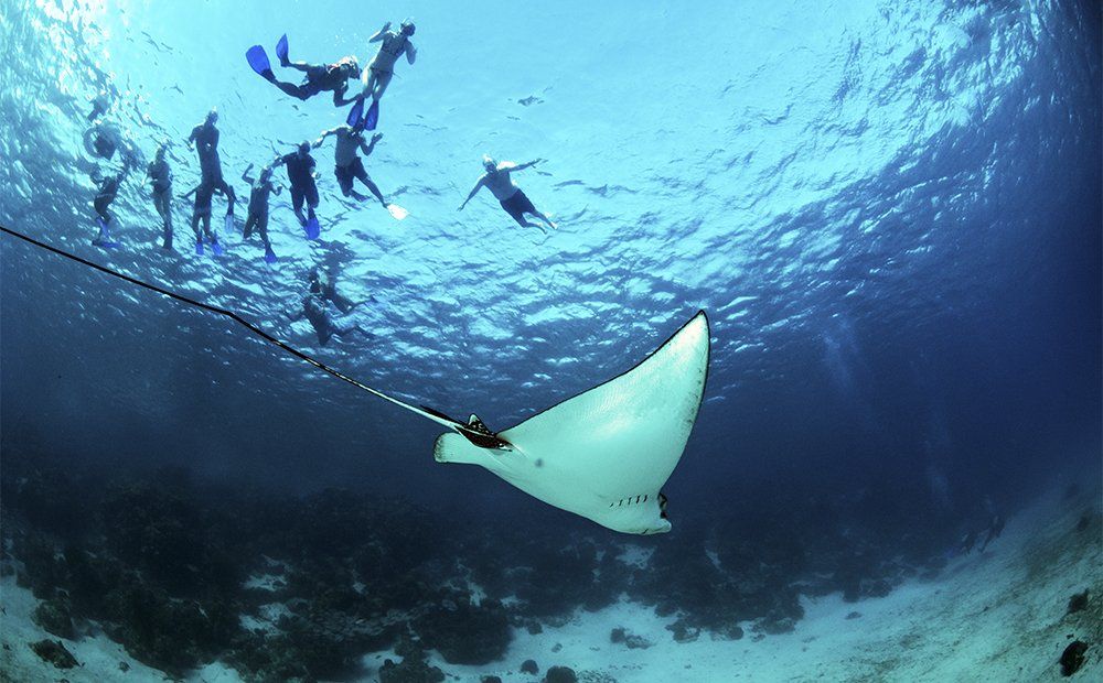 Underwater view of divers and a large white ray, near a reef.