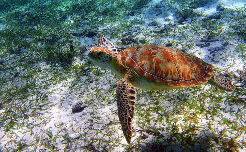 Sea turtle swims above sandy ocean floor with green seagrass.