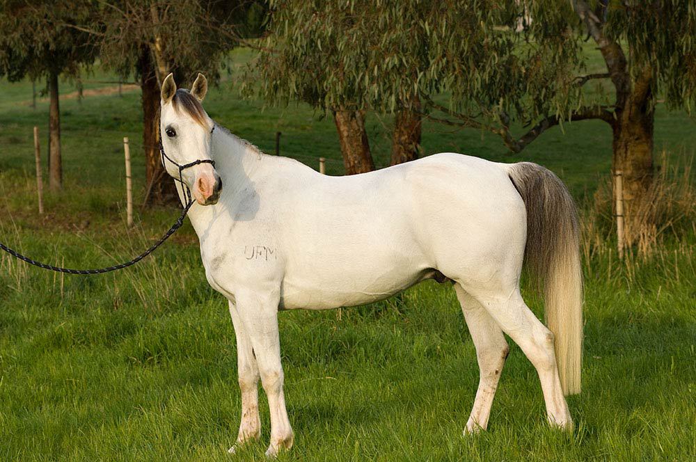 Dmar Teganza - The horse for the horse lovers for sale