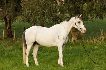 Dmar Teganza - The well-bred horse for sale