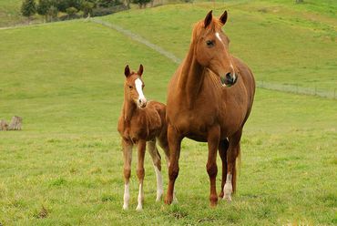 Well-bred pony and mare