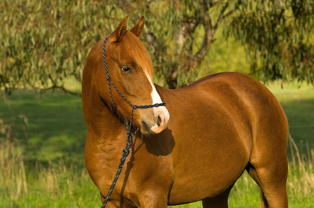 Madgwick Diplomatic Dennis - The best horse for horse lovers