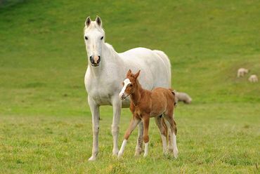 Madgwick Exit - The well-bred horses