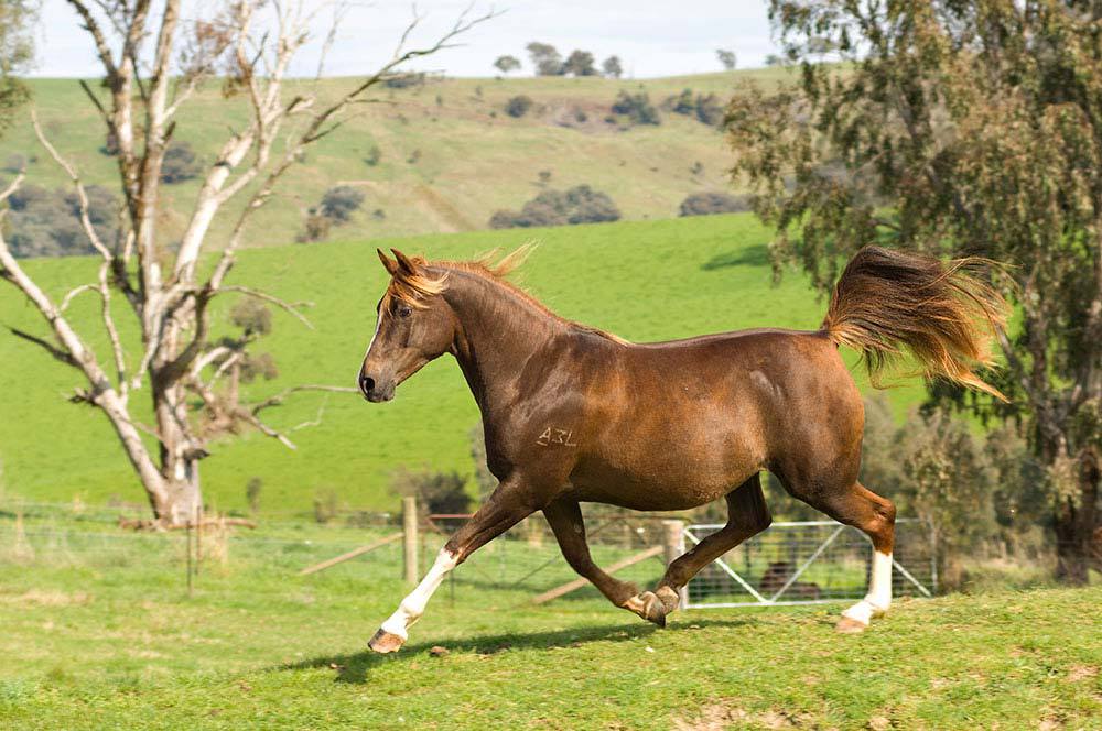 The best breed of mare
