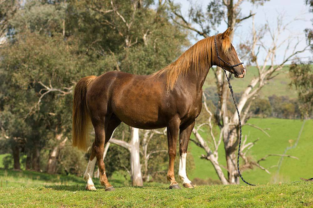 Madgwick fame - well bred mare