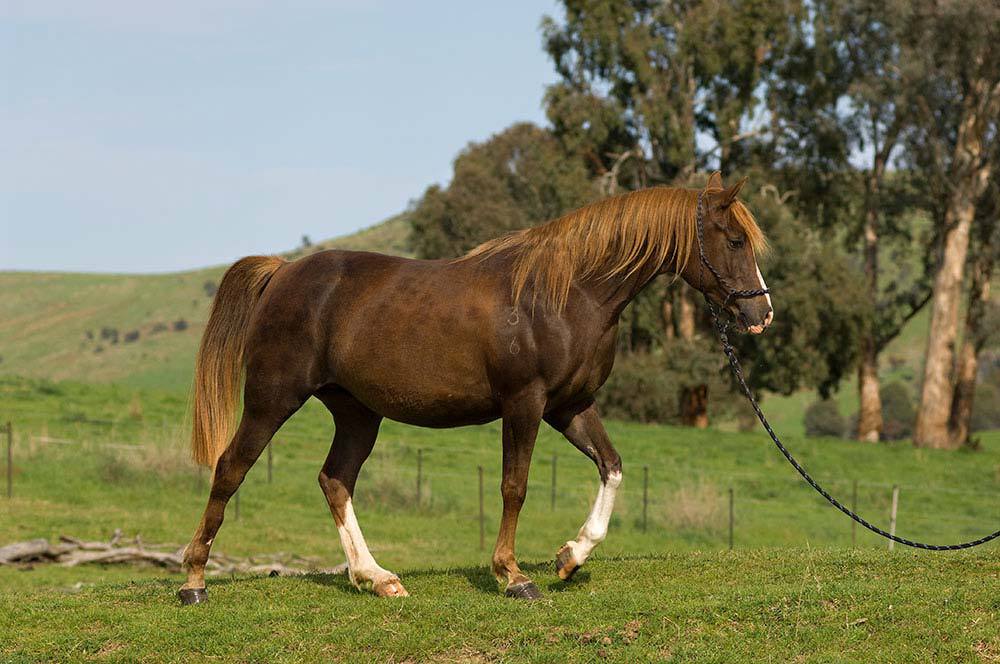 Madgwick fame - The well bred mare