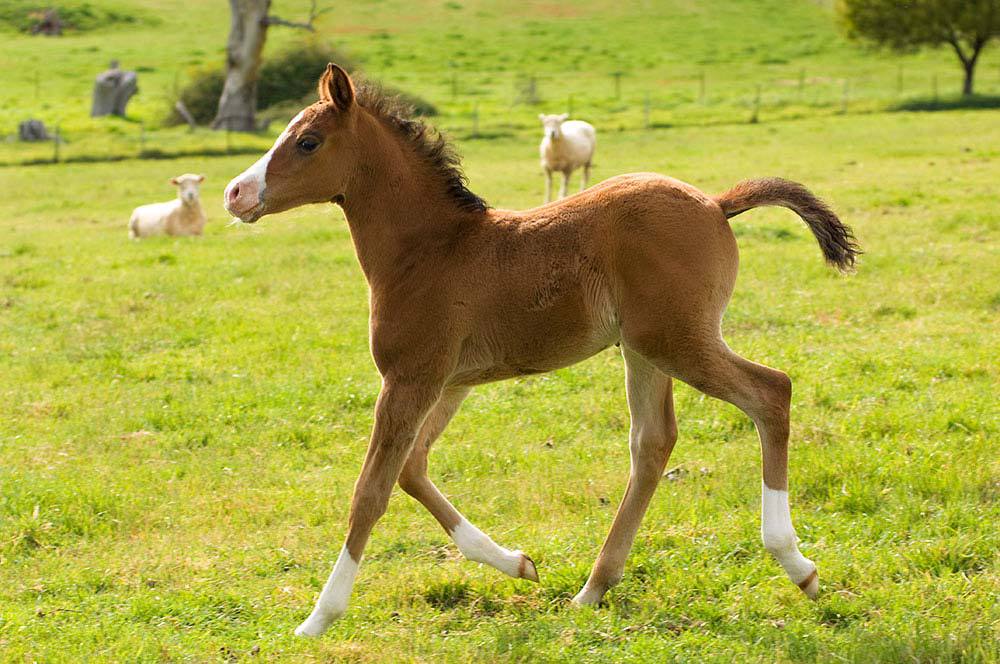 The best breed of horse for the horse lovers
