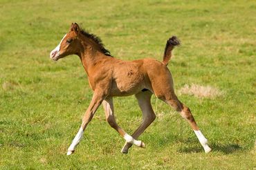 Madgwick Indian Warrior's pony