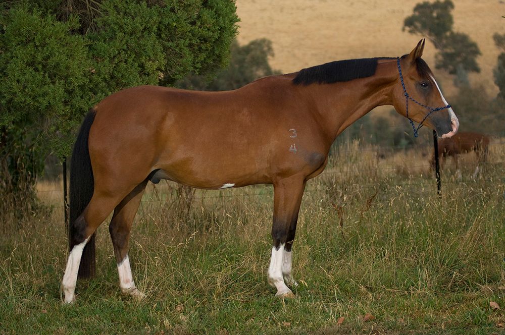 Madgwick Jumpin' Jack Flash for sale