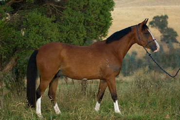 The best breed of horse for sale