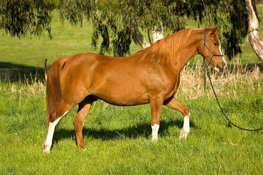 The best breed of horse for sale