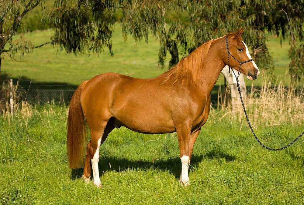 Well trained horse for sale