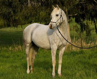 Madgwick Overlander - The best breed of horse for sale