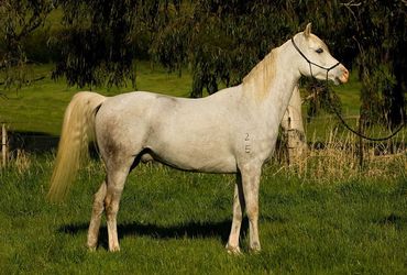 Madgwick Overlander - Well-bred horse for sale