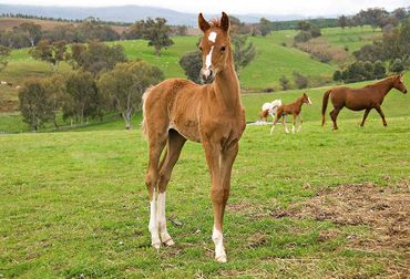 Horse developed from the early stages by the horse trainers