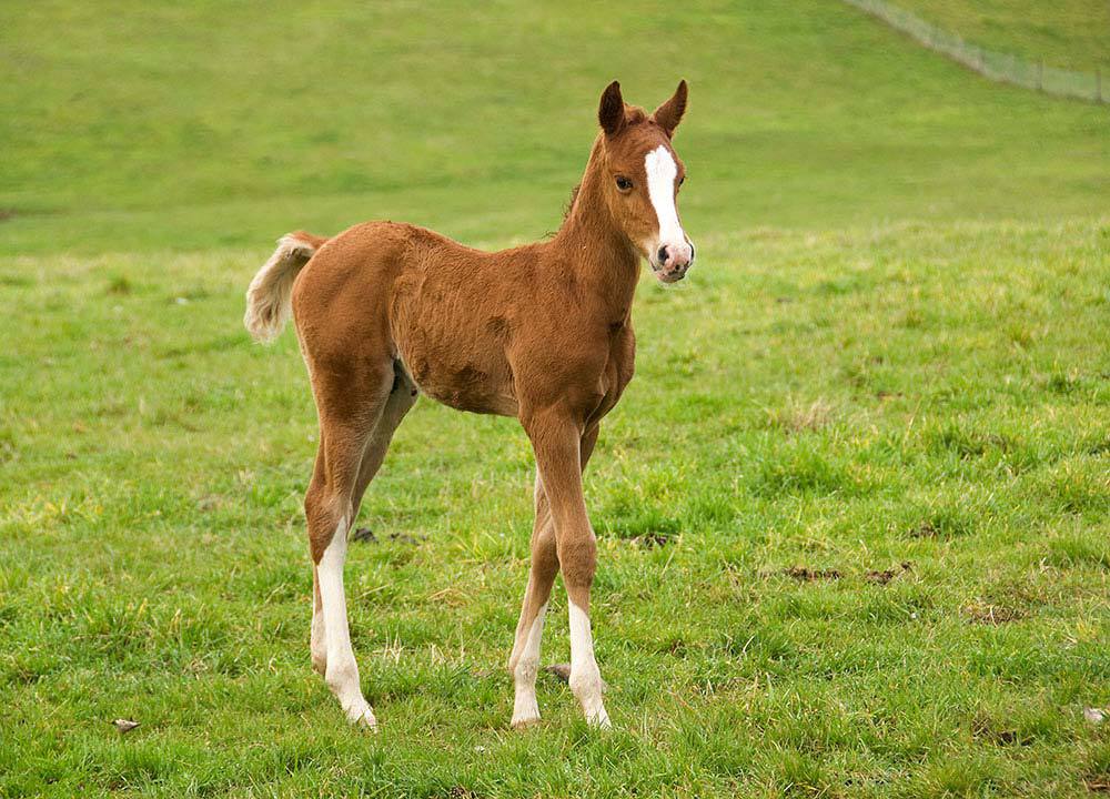Horse developed from the early stages by the horse lovers