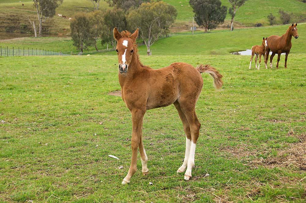 Madgwick Rashaga - Horse developed from the early stage