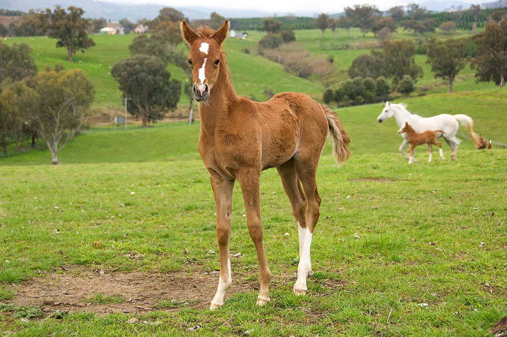 Horse developed in the perfect environment by the horse trainers