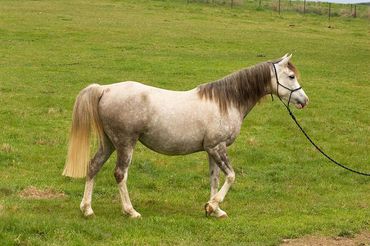 Madgwick Silver Flashling - The best bred of mare