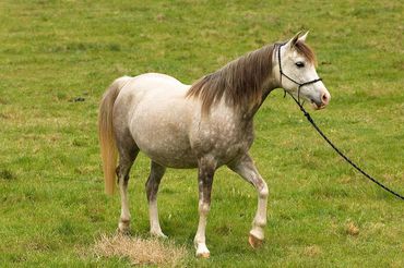 Madgwick Silver Flashling Mare