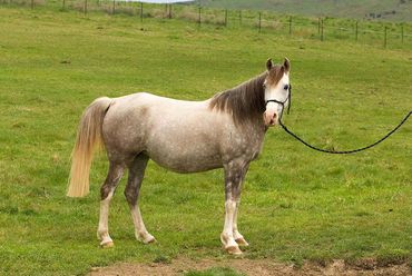 Madgwick Silver Flashling - High quality mare