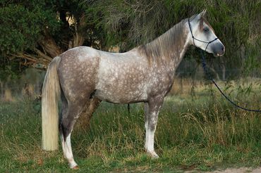 Majestic Arabian Horse for sale