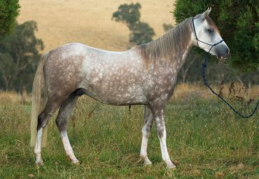 Madgwick Waltzing Walter - Horse for sale