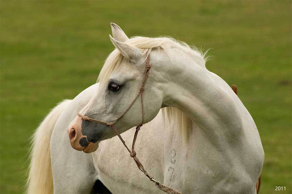 White horse