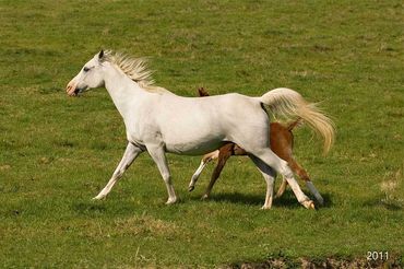 White horse