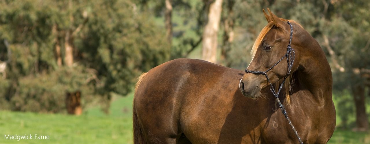 Brown Horse
