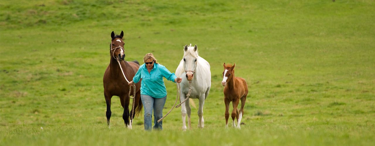 horse