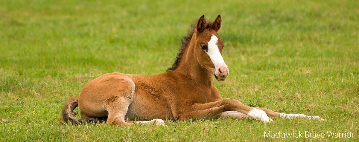 horse