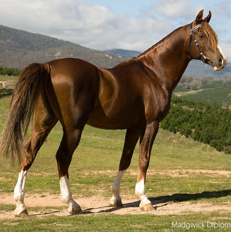 Horse