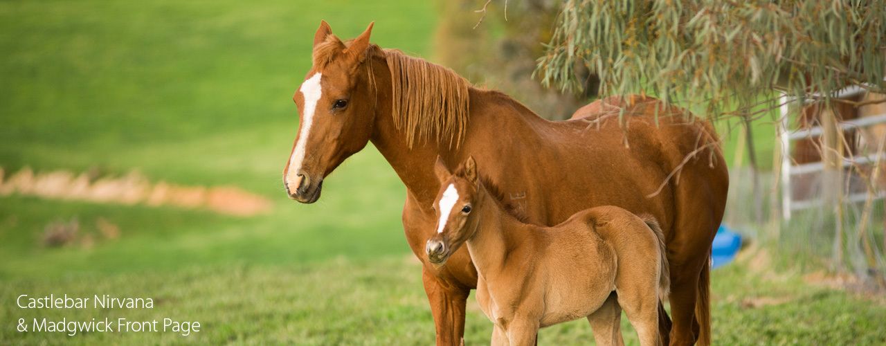 horse