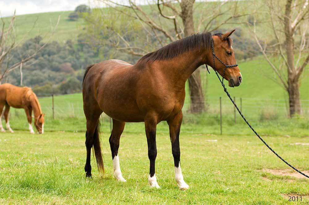 Brown horse