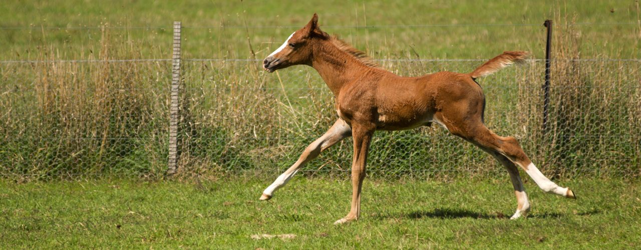 horse
