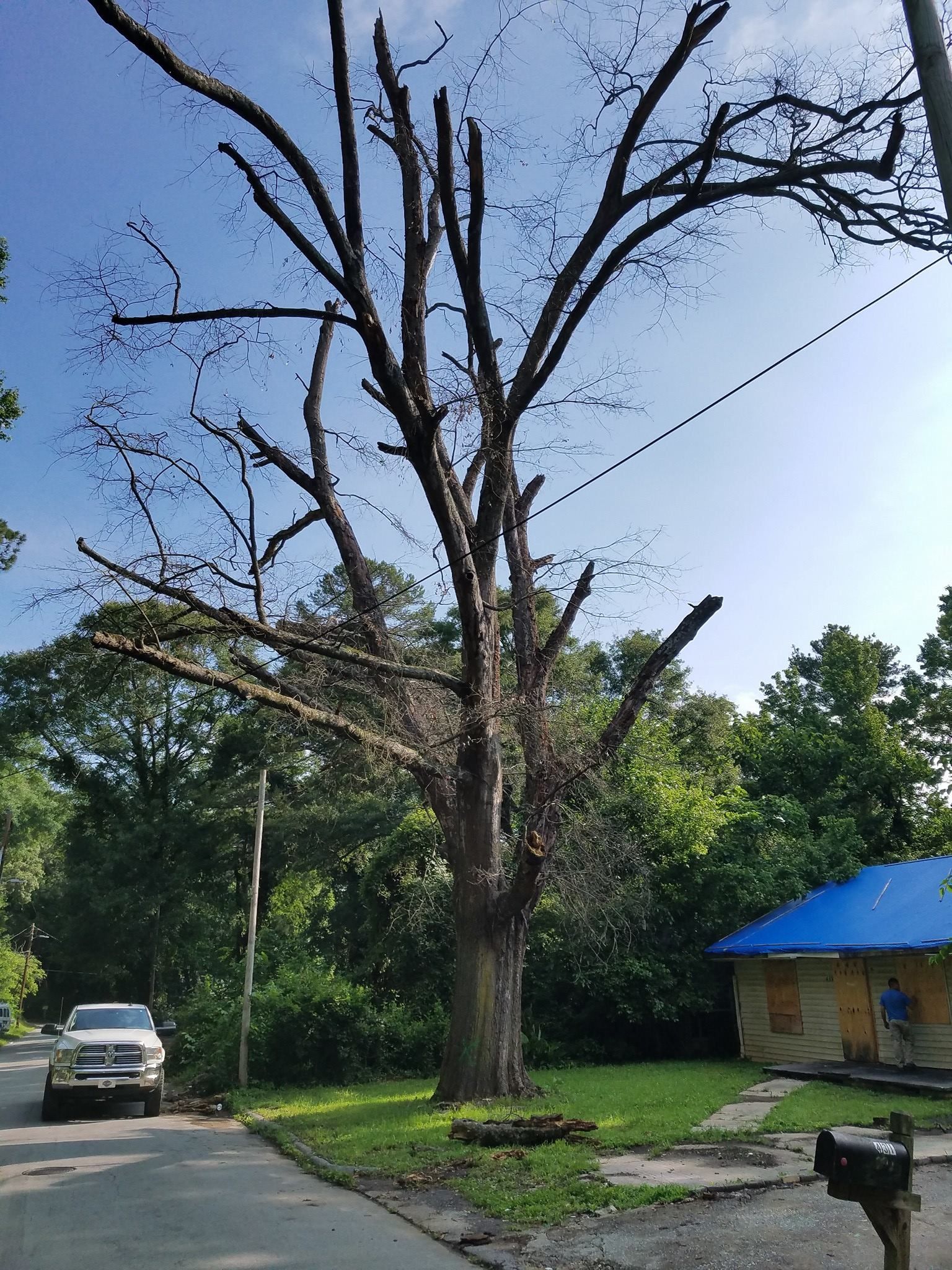 A car is parked in front of a tree with no leaves.