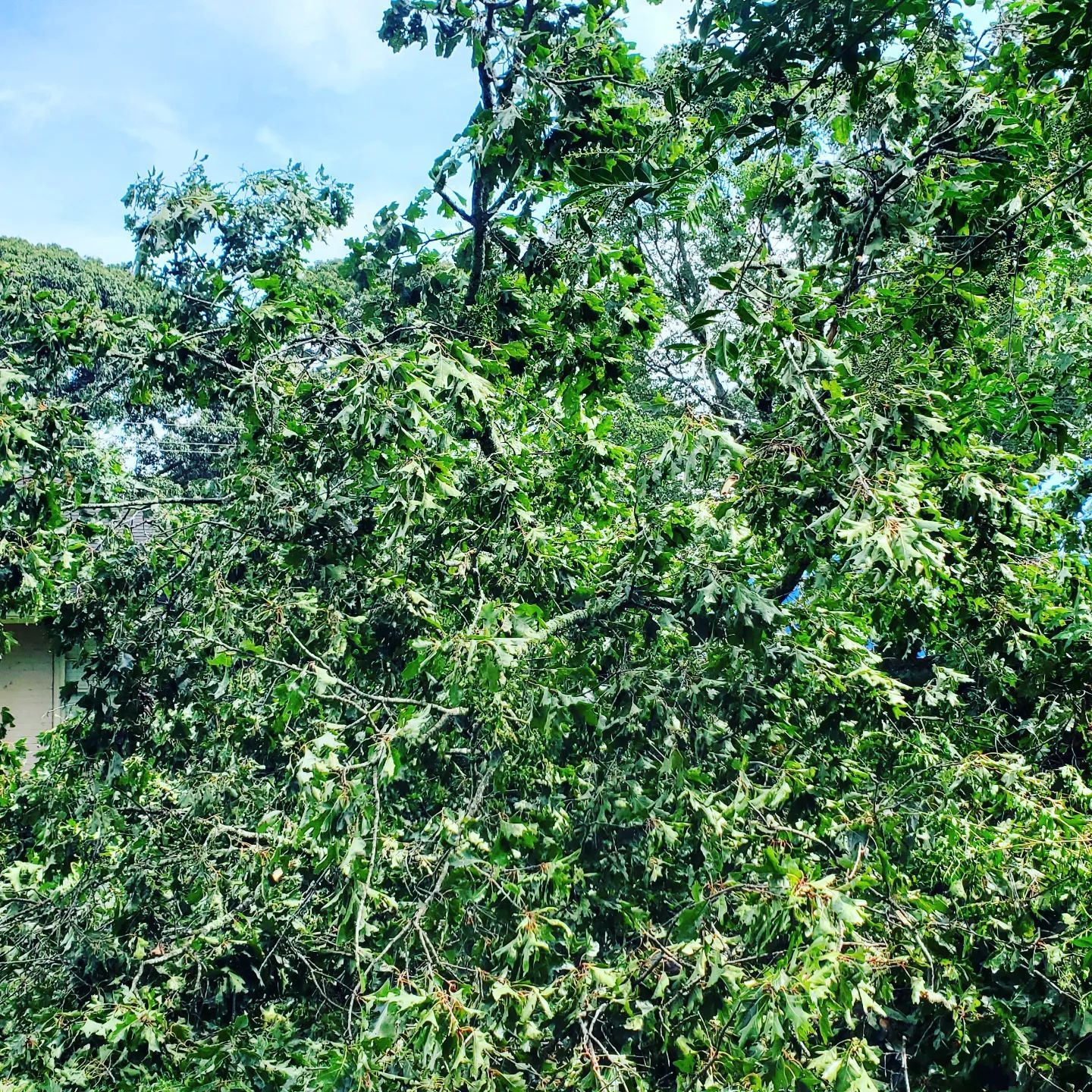 A tree with lots of green leaves and branches