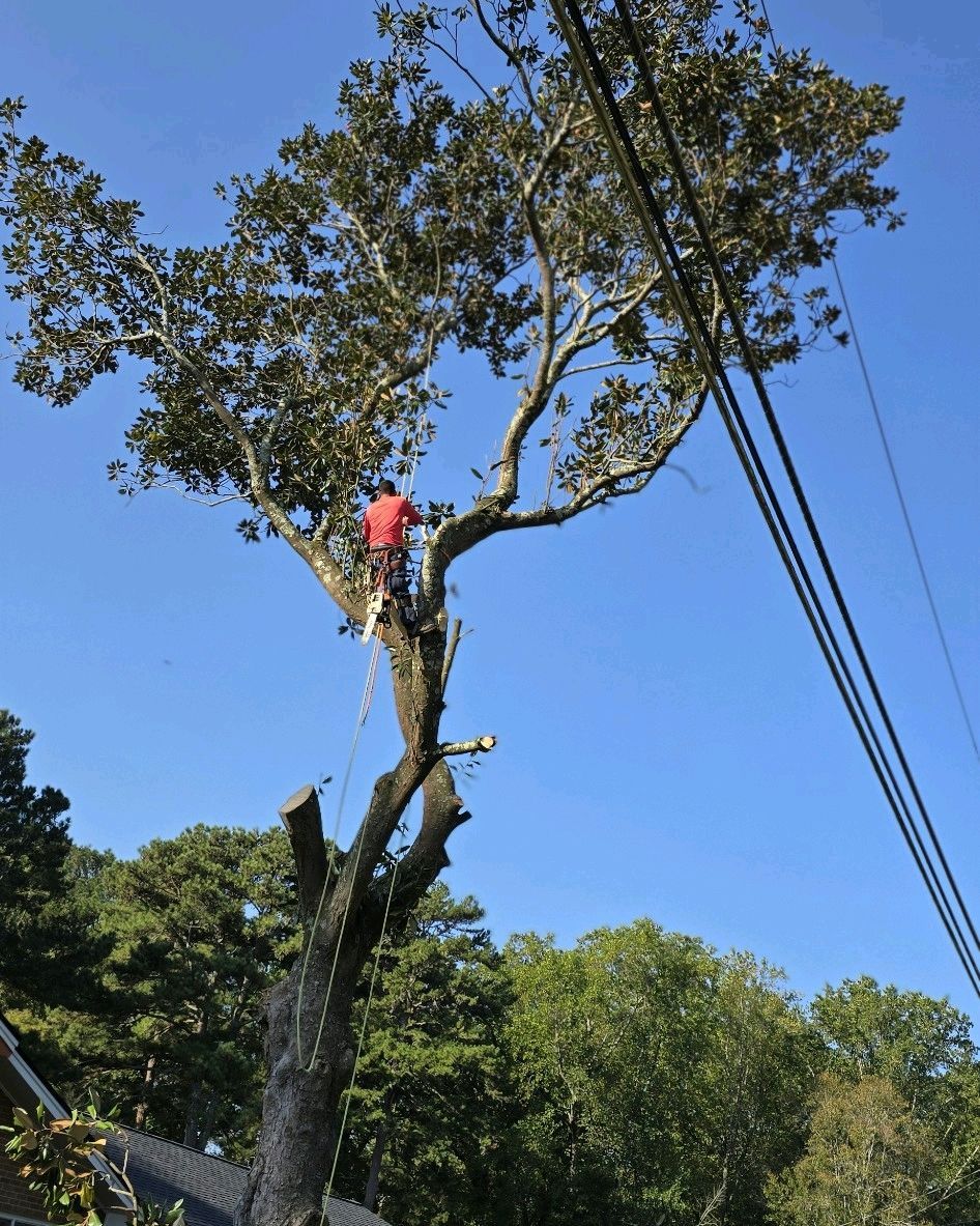 A man in a red shirt is climbing a tree.