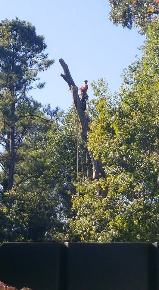 A man is climbing a tree with a chainsaw.