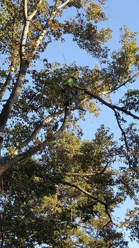 A person is cutting a tree with a chainsaw.