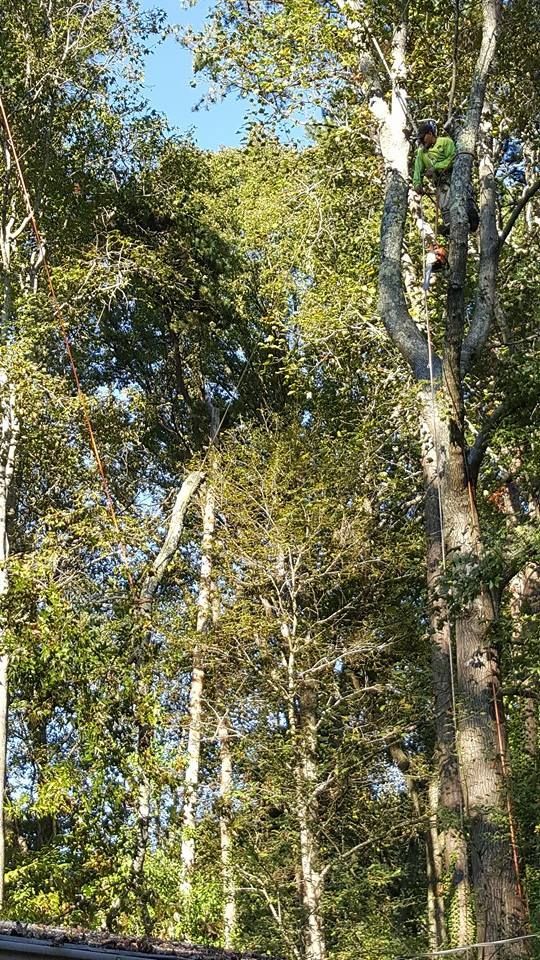 A man is climbing a tree in the woods.