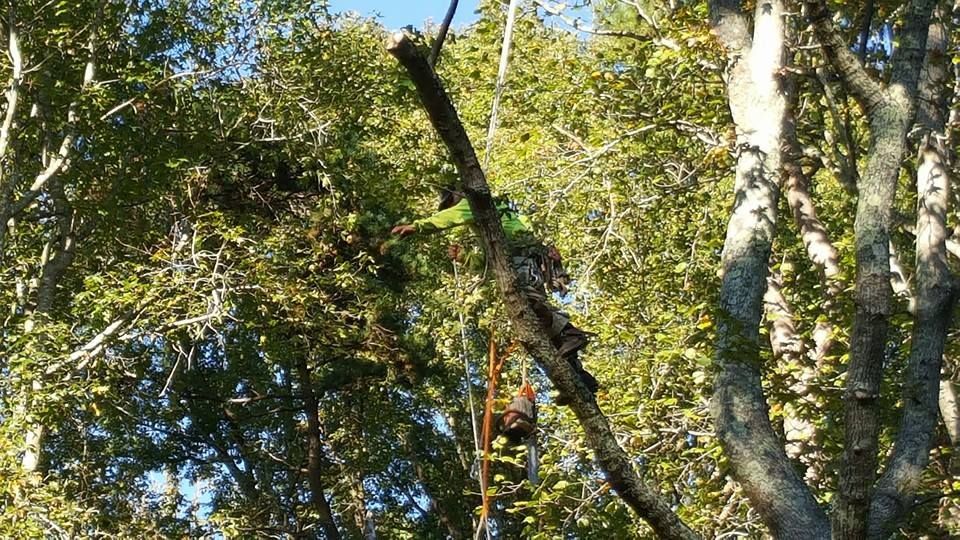 A man is cutting a tree with a chainsaw in the woods.