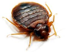 Bed Bug Treatment in MA