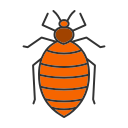 Bed Bug Exterminator in Eastern MA